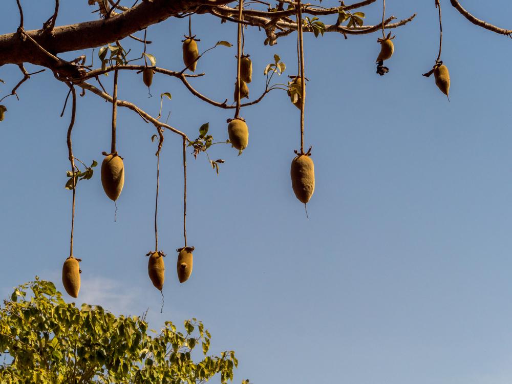 Baobab Tree Fruit